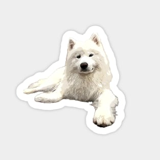 Samoyed Looking Good! Sticker